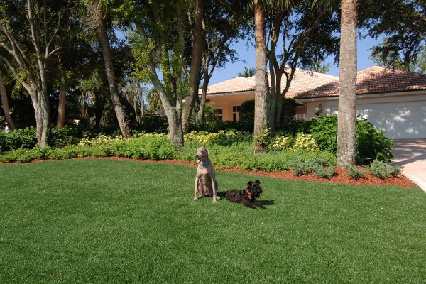 Synthetic Turf International SoftLawn Pet Turf K9 Artificial Grass