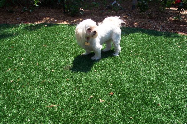 Synthetic Turf International SoftLawn Pet Turf K9 Artificial Grass