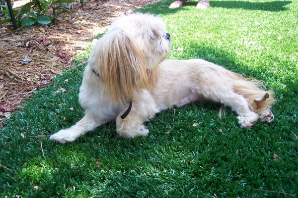 Synthetic Turf International SoftLawn Pet Turf K9 Artificial Grass