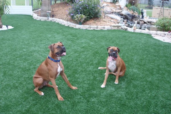 Synthetic Turf International SoftLawn Pet Turf K9 Artificial Grass