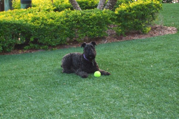 Synthetic Turf International SoftLawn Pet Turf K9 Artificial Grass