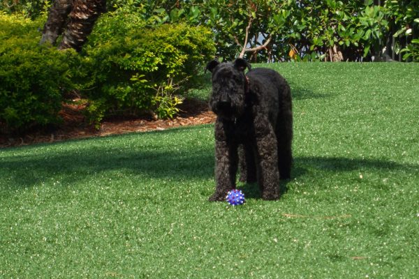 Synthetic Turf International SoftLawn Pet Turf K9 Artificial Grass