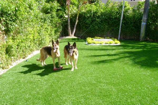 Synthetic Turf International SoftLawn Pet Turf K9 Artificial Grass