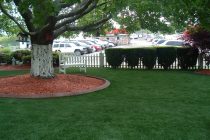 Synthetic Turf International SoftLawn Lawn and Landscape Artificial Grass