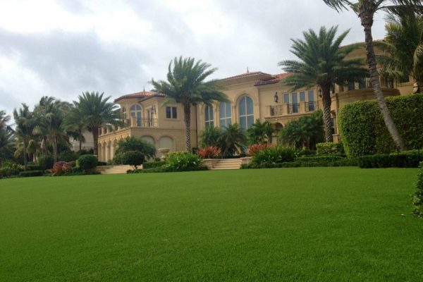 Synthetic Turf International SoftLawn Lawn and Landscape Artificial Grass