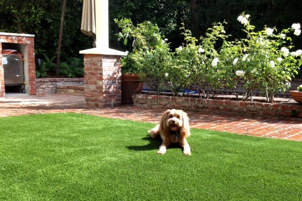 Synthetic Turf International SoftLawn Pet Turf K9 Artificial Grass