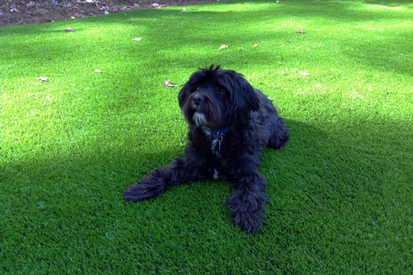 Synthetic Turf International SoftLawn Pet Turf K9 Artificial Grass