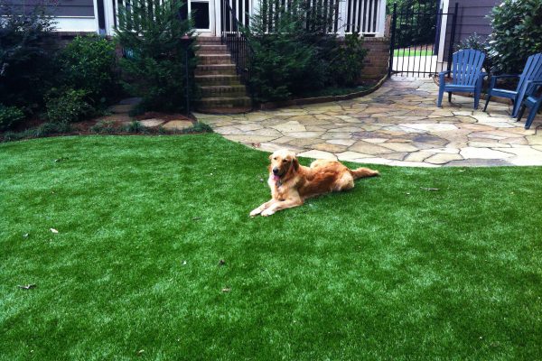 Synthetic Turf International SoftLawn Pet Turf K9 Artificial Grass