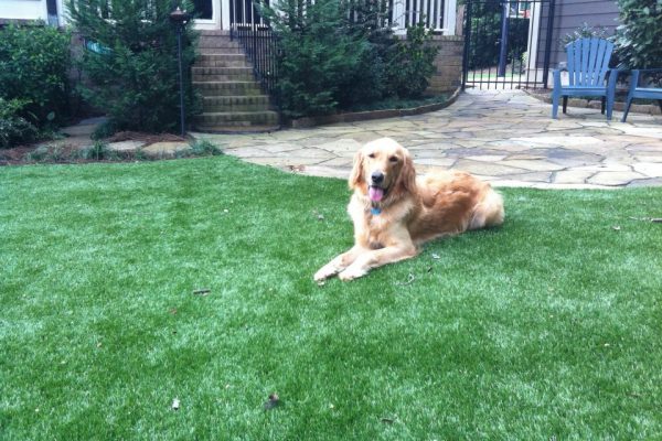 Synthetic Turf International SoftLawn Pet Turf K9 Artificial Grass