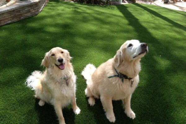 Synthetic Turf International SoftLawn Pet Turf K9 Artificial Grass