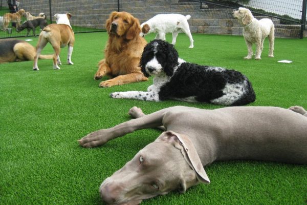 Synthetic Turf International SoftLawn Pet Turf K9 Artificial Grass