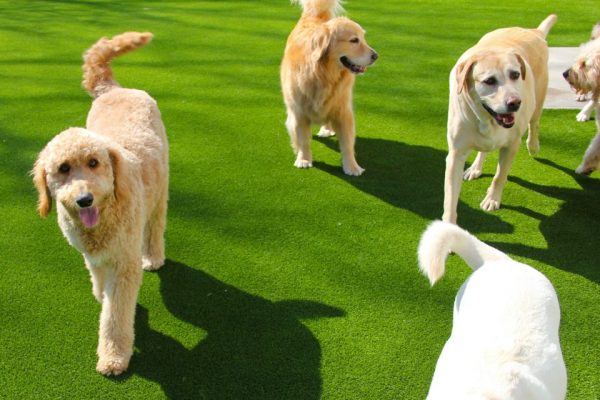 Synthetic Turf International SoftLawn Pet Turf K9 Artificial Grass