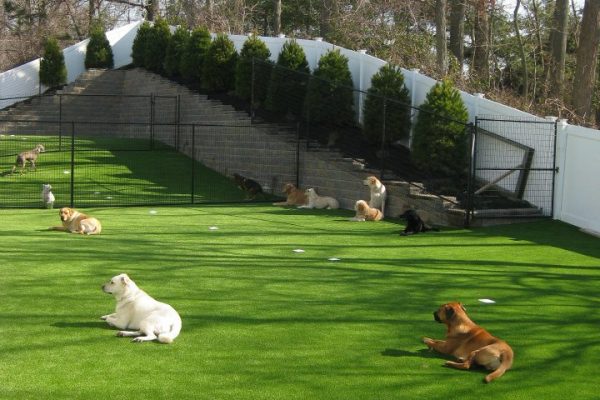 Synthetic Turf International SoftLawn Pet Turf K9 Artificial Grass