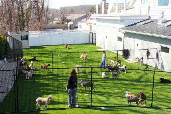 Synthetic Turf International SoftLawn Pet Turf K9 Artificial Grass