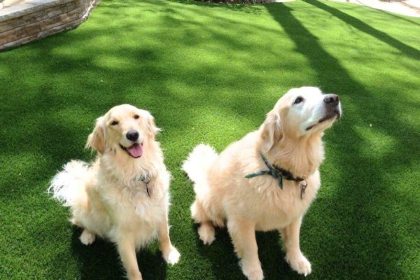 Two dogs looking at the camera in a lawn made of artificial turf