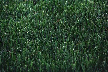 Artificial Turf Close up