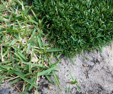 Artificial turf with sand infill up against natural grass