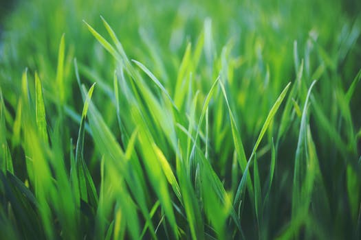 Pros Cons Of A South Florida Artificial Gr Lawn Vs Real Pros
