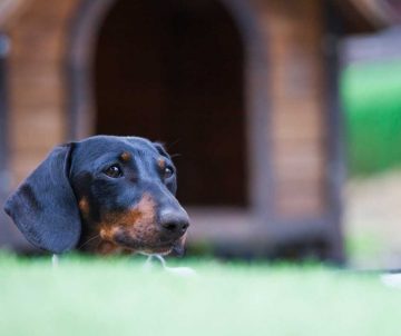 dog kennel turf